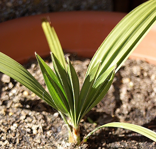 Trachycarpus princeps